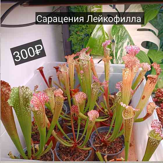 Хищные растения Донецк