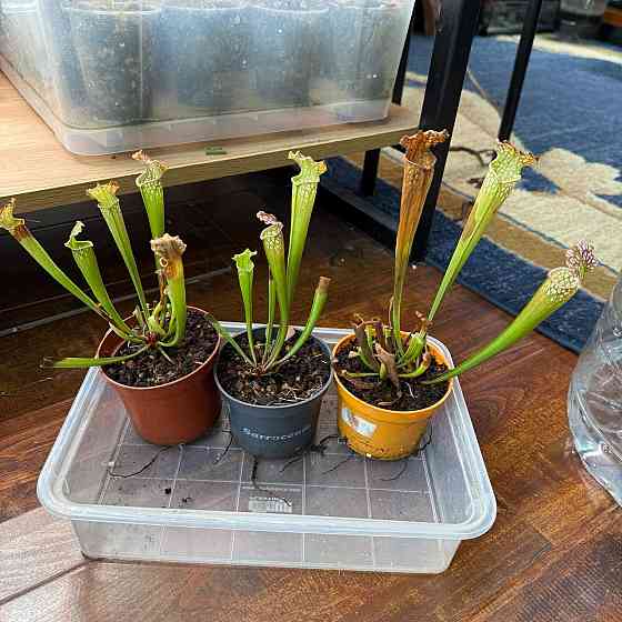 Хищные растения Сарацения Донецк