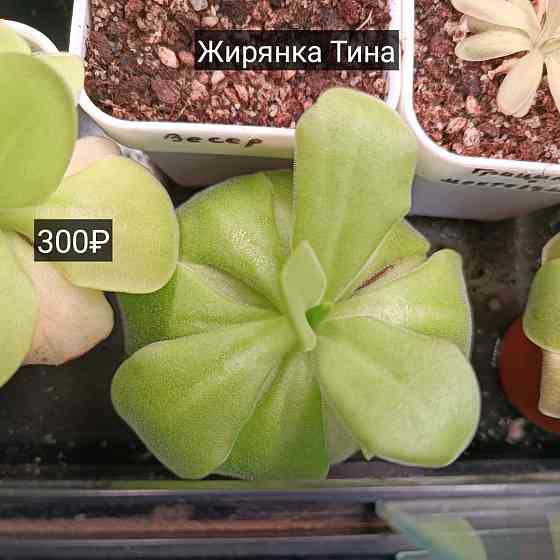 Хищные растения Донецк