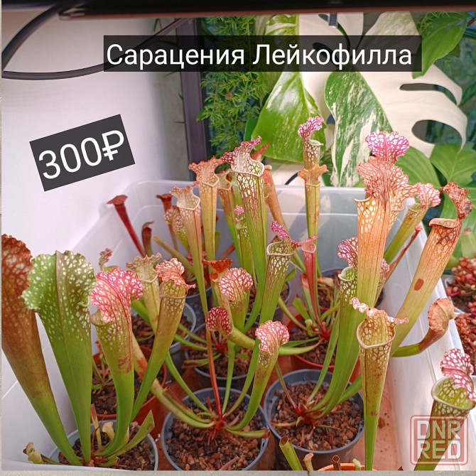 Хищные растения Донецк - изображение 1