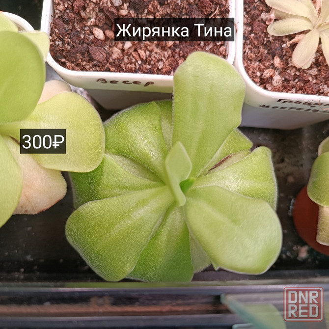 Хищные растения Донецк - изображение 2