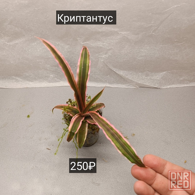 Хищные растения Донецк - изображение 3