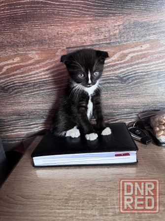 Отдам в добрые руки котят Донецк - изображение 2