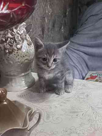 Котята Донецк