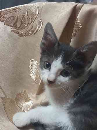 Котята Донецк