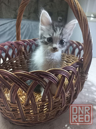 Котята Донецк - изображение 7
