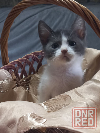 Котята Донецк - изображение 3