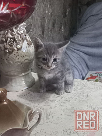 Котята Донецк - изображение 6