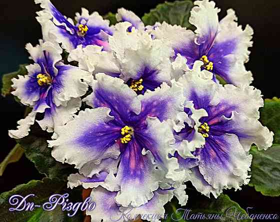 Стартера стандартных фиалок Донецк