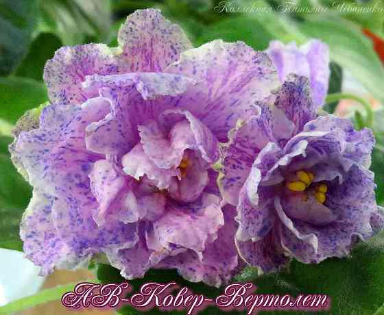 Стартера стандартных фиалок Донецк