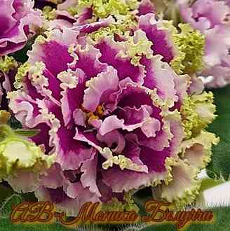 Стартера стандартных фиалок Донецк