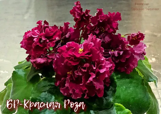 Стартера стандартных фиалок Донецк