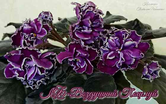 Стартера стандартных фиалок Донецк