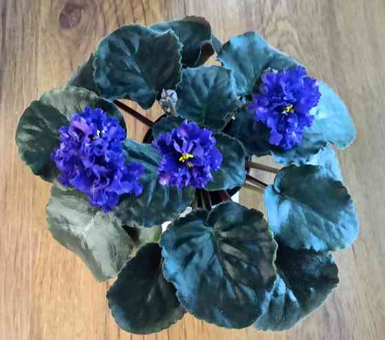 Цветущая фиалка тз-звездный бархат Донецк