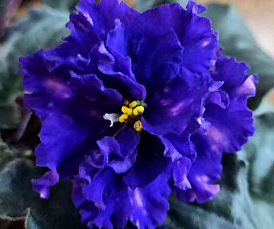 Цветущая фиалка тз-звездный бархат Донецк