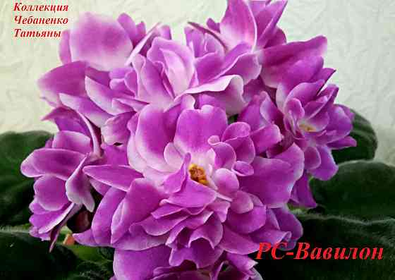 Стартера стандартных фиалок Донецк