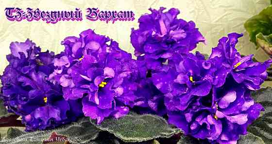 Стартера стандартных фиалок Донецк