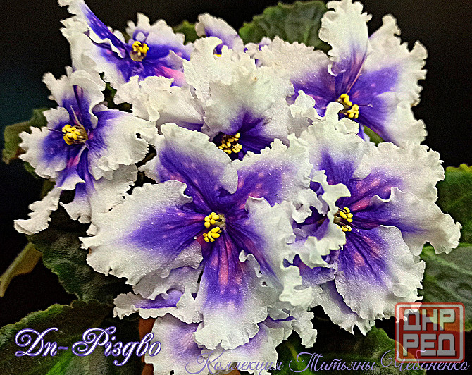 Стартера стандартных фиалок Донецк - изображение 1