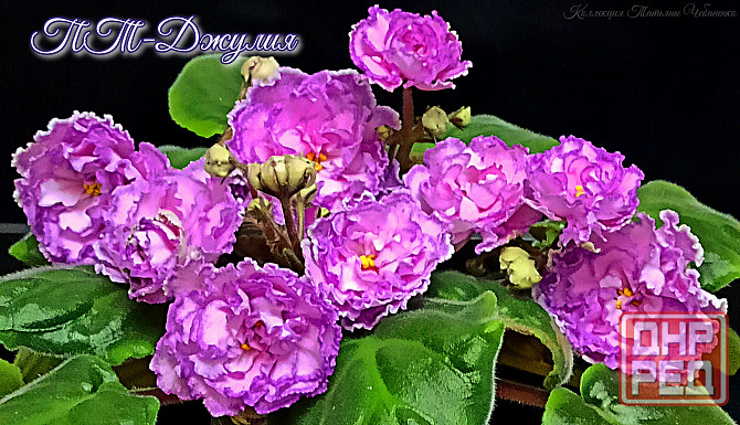 Стартера стандартных фиалок Донецк - изображение 7