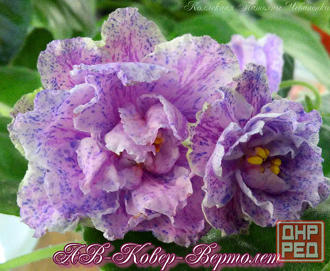 Стартера стандартных фиалок Донецк - изображение 2