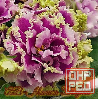 Стартера стандартных фиалок Донецк - изображение 5