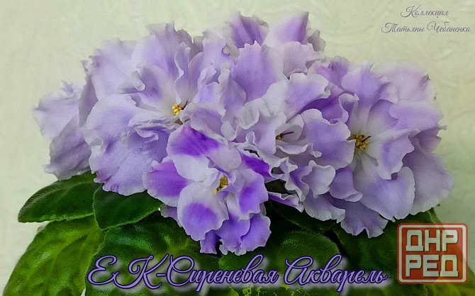 Стартера стандартных фиалок Донецк - изображение 8