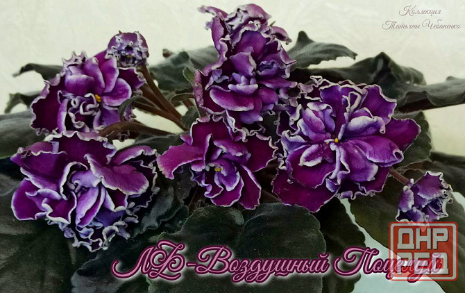 Стартера стандартных фиалок Донецк - изображение 6