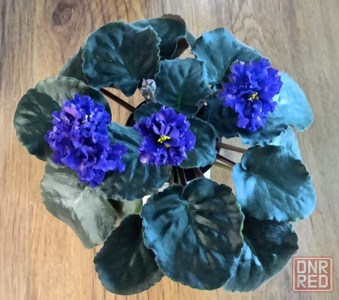 Цветущая фиалка тз-звездный бархат Донецк - изображение 2