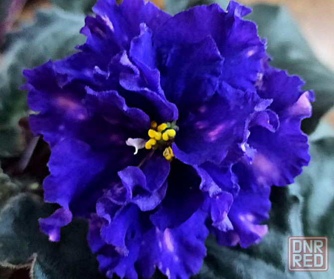 Цветущая фиалка тз-звездный бархат Донецк - изображение 1