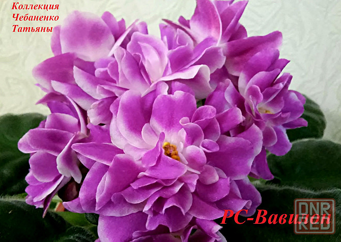 Стартера стандартных фиалок Донецк - изображение 3