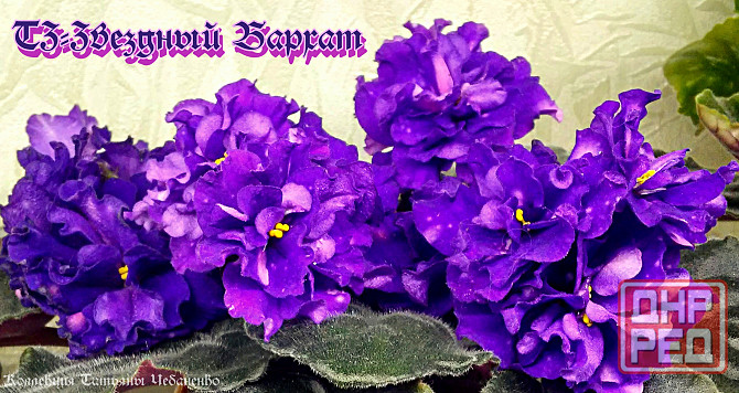 Стартера стандартных фиалок Донецк - изображение 4