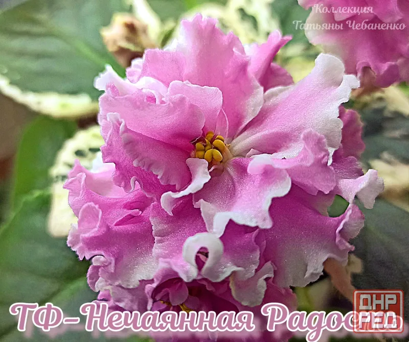Стартера стандартных фиалок Донецк - изображение 4