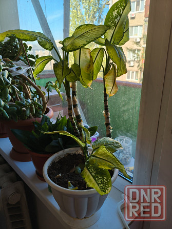 Дифенбахия. Донецк - изображение 1