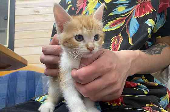 Котята в добрые руки бесплатно! Красный Луч
