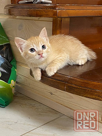 Котята в добрые руки бесплатно! Красный Луч - изображение 2