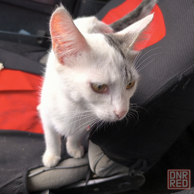 Кото-подросток в добрые руки! Донецк - изображение 3