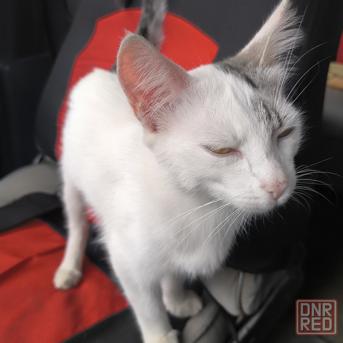 Кото-подросток в добрые руки! Донецк - изображение 2