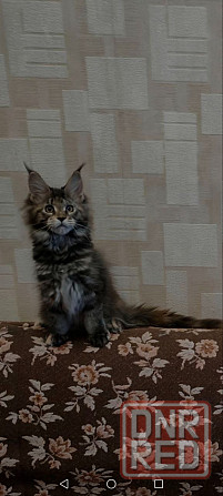 Котята Донецк - изображение 1