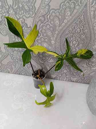 Филадендрон Макеевка