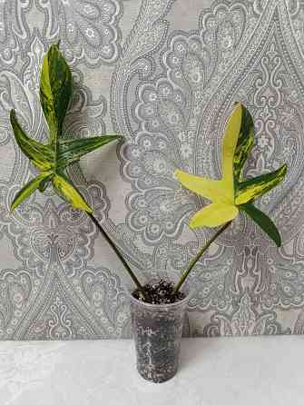 Филадендрон Макеевка