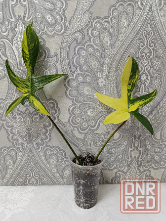 Филадендрон Макеевка - изображение 1