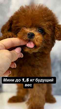 Мини Тедди пудель Китай Донецк