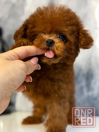 Мини Тедди пудель Китай Донецк - изображение 3