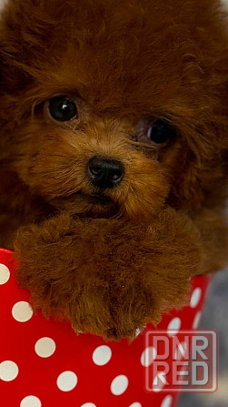 Мини Тедди пудель Китай Донецк - изображение 2