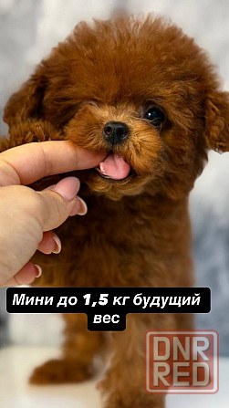 Мини Тедди пудель Китай Донецк - изображение 1