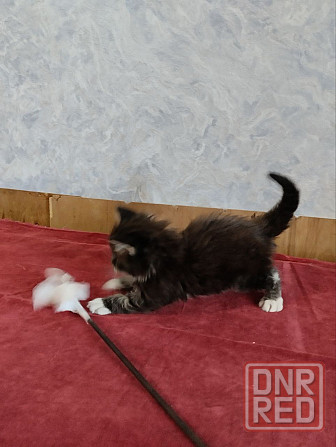 Котята для Вас. Донецк - изображение 3