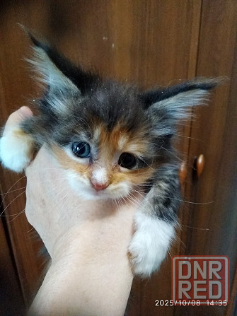 Котята для Вас. Донецк - изображение 1