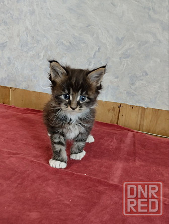Котята для Вас. Донецк - изображение 1