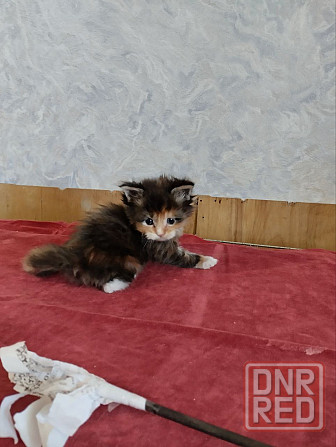 Кошечка Донецк - изображение 3