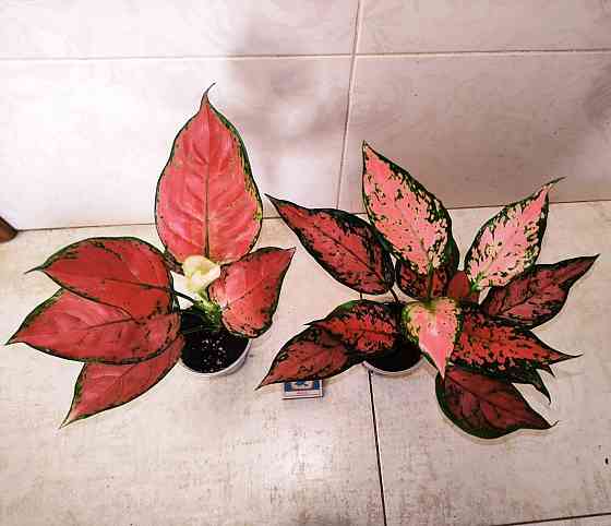 Аглаонема Донецк